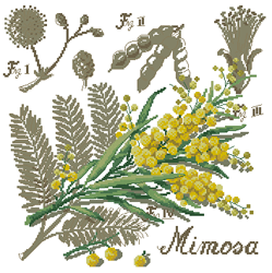 DFEA-Flower&shadow-mimoza