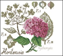 DFEA-Flower&shadow-Hortensia