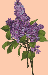 SL156 Lavender Lilacs