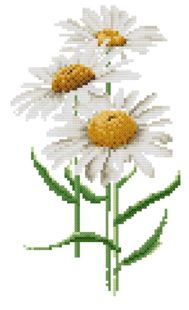 TG3084 Chrysanthemum