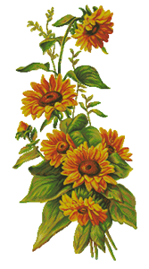 Goodlife 256 Sunflower