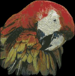 KK JW-014 Macaw.