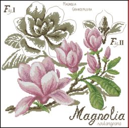 DFEA_HS27_Etude_de_magnolia