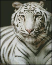 Jaenne Bonner White Tiger