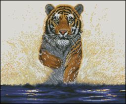 Tigr bezhit po vode