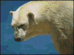 polarbear
