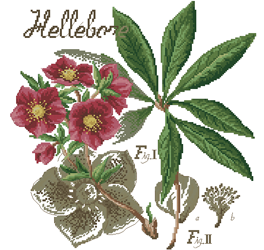 DFEA-Flower&shadow-Hellebore