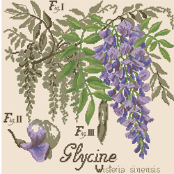 DFEA HS 28 La glycine - Etudes de Botanigue