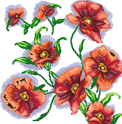 Poppies_poppies_ poppies