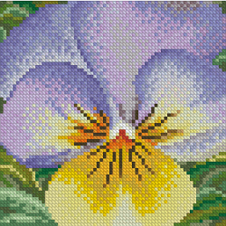 TG_461_Purple_and_Gold_Pansy
