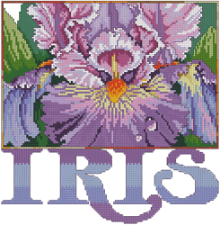 Magnificent_Iris