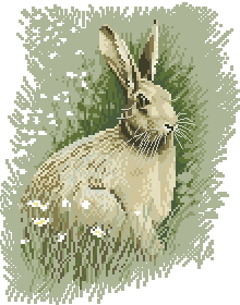 PM4-JSBH297_Brown Hare